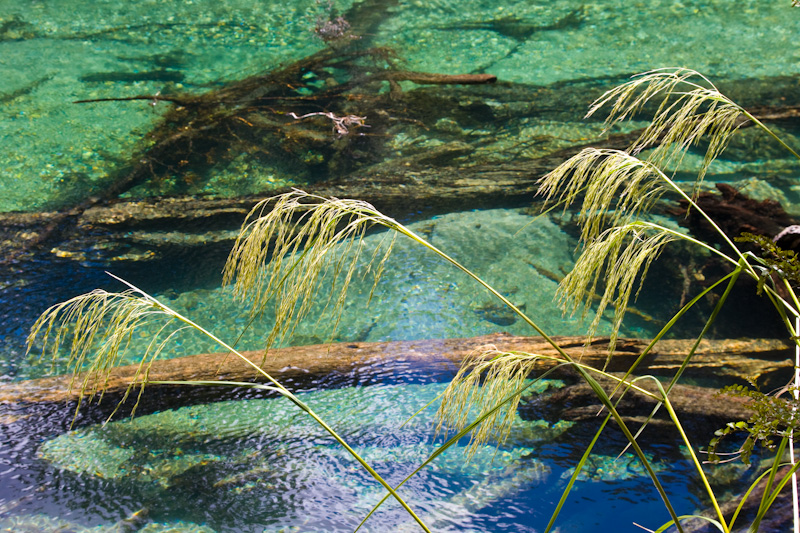 Grass Stalks Along Clinton River